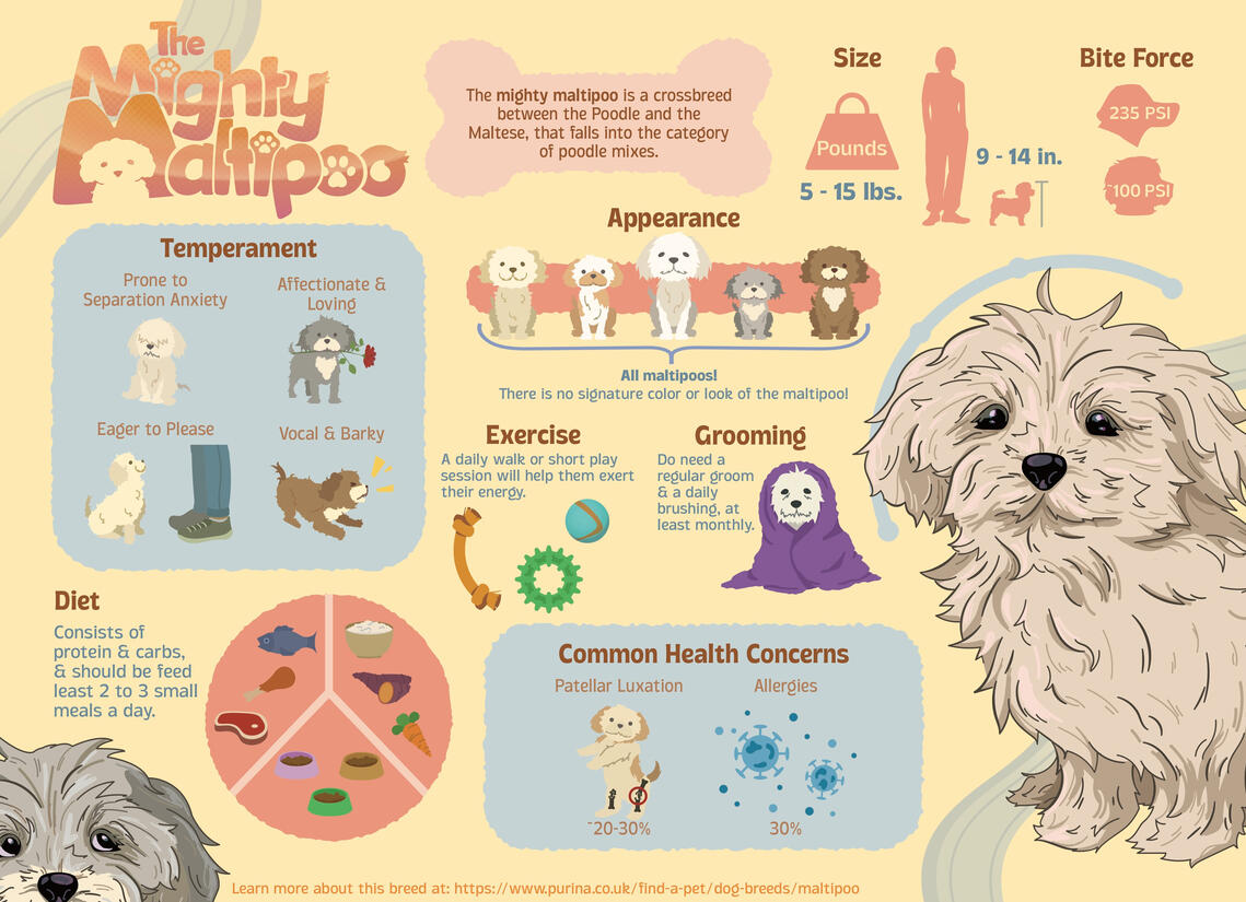 Maltese Infographic